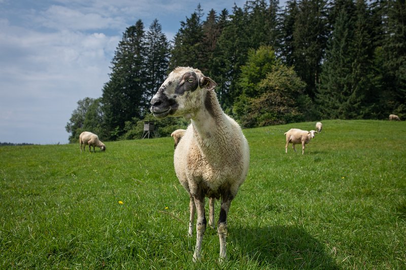 Spokojená ovce na louce, v pozadí les